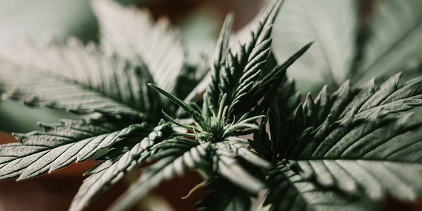 Lawmakers In Four States Vote To Approve and Advance Marijuana Legislation