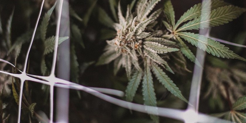 New Jersey Legalizes Marijuana